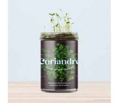 Potager de cuisine Resetea Coriandre