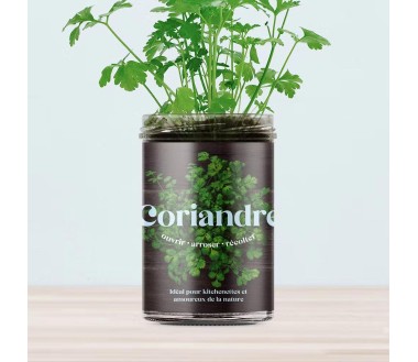 Potager de cuisine Resetea Coriandre