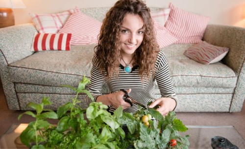 Cultivez votre propre potager d’intérieur avec les kits de semence Resetea : Des saveurs à portée de main !