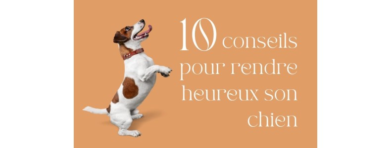 10 astuces pour rendre heureux son chien